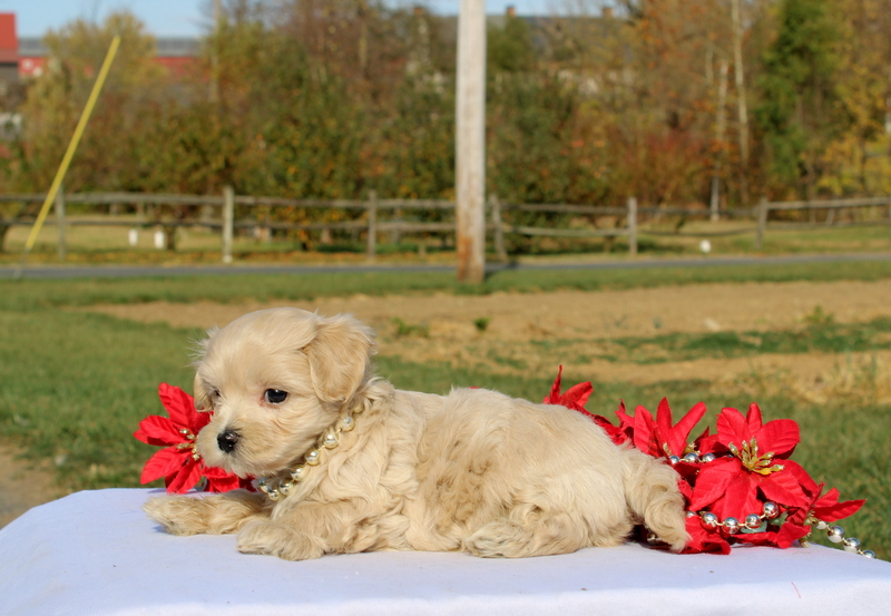 puppy, for, sale, Maltipoo, Matthew B. Stoltzfus, dog, breeder, Gap, PA, dog-breeder, puppy-for-sale, forsale, nearby, find, puppyfind, locator, puppylocator, aca